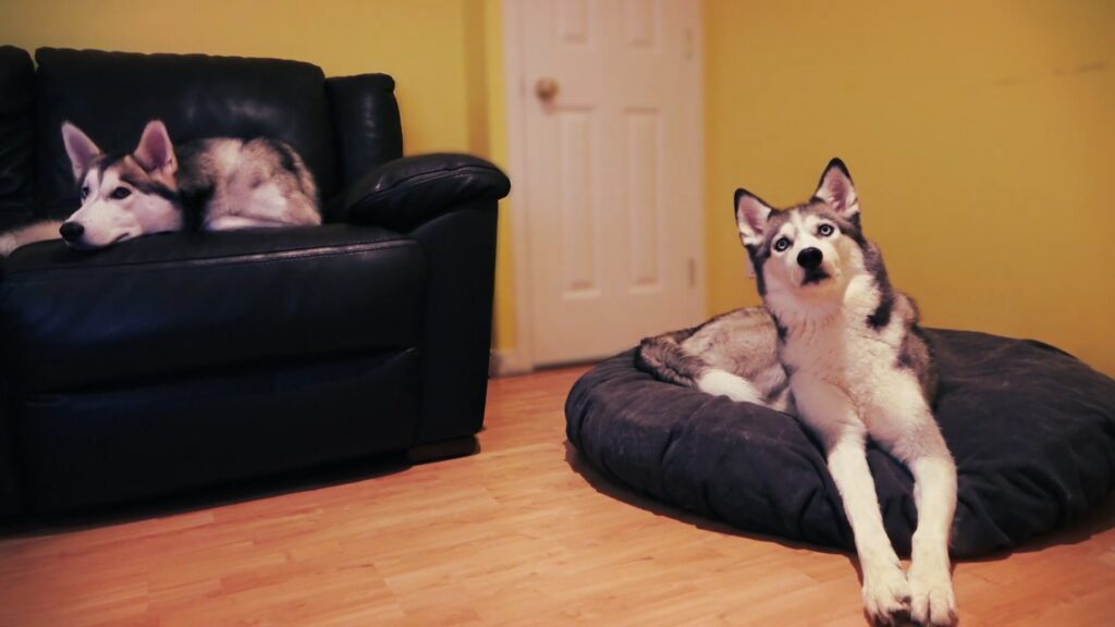 dogs watching tv